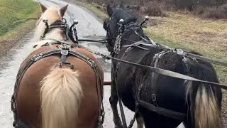 Успехи помеси кобылы Линкольна в управлении лошадью