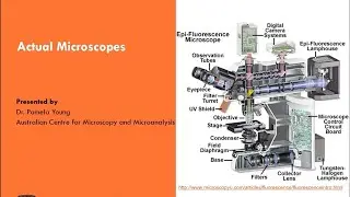 Intro to Light Microscopy 3: Actual Microscopes Part 2 – Confocal Microscopes