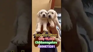 Quality Labrodor puppy at reasonable price #lab #labrador #puppy #pet #kutta #dog #viral #goa #funny