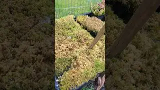 #sphagnum Kultur & Wachstum ist einfach! #sphagnummoss #garten #karnivoren