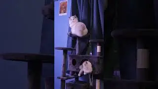 Boys will be boys. #cat #kitten #funny #windhavenfarms