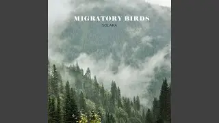 Hummingbird's Song