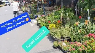 Chatuchak Plants Market inThailand, Bangkok🥰.walking in Chatuchak.#thailandtravel. #bangkok. #plants