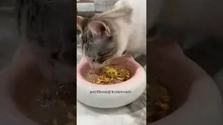How to make cat food at home #homemadecatfood #petfood