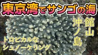 【知られざる東京湾】千葉県館山市沖ノ島でシュノーケリング｜ サンゴと魚に感動 【2025年6月】