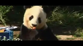 Kai Dezzy - Panda | Official Music Video WARNING VIDEO DISPLAYS GRAPHIC ACTS