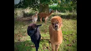 Alpaca halter training with our young alpacas