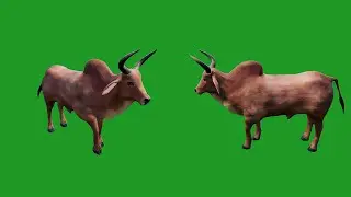 Bel cartoon animal green screen/ox cartoon green screen/animal green screen