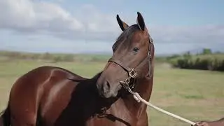 Lot 193 Remember The Time is a colt by Soqrat AUS ex The Lady Faberge