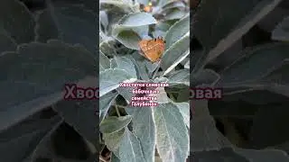 Гостья фруктовых садов и дач /БабочкиБеларуси #природабеларуси #butterfly #nature #insect #cute