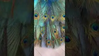 Как сшить костюм павлина? #павлин#костюмпавлина #шьюдома #peacock #sewing