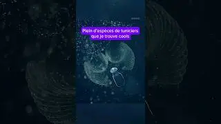 Les Tuniciers que Je Trouve Cools 🥟💧