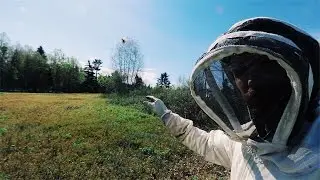 Bees Growing 30,000 Pounds of Blueberries