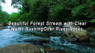 Beautiful Forest Stream with Clear Water Rushing Over River Rocks