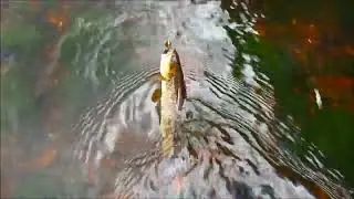 Finicky trout.