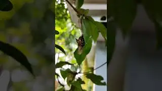 A pupa behind the sapota leaf #Shorts #trending #pupa