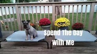 Schnauzers Equal Barking || Hangout With Me ||  Meijer Haul || Chewy.com Haul