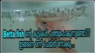 How to care betta babies/fighterfish ന്റെ കുട്ടികളെ എങ്ങനെ വളർത്താം
