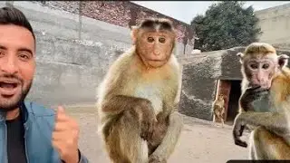 #chotashkare#hamzaghourivlogs#pakistanivlogs#talhaghourivlog Fanivlogs #fanivideo #hamza