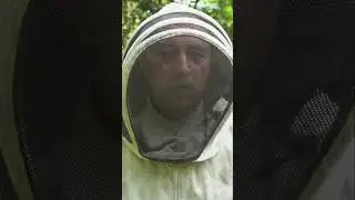 Protecting Our Bees: The Key to Human Survival