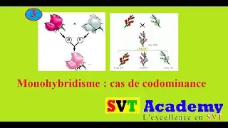 3- Monohybridisme - cas de codominance