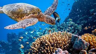 3 HRS of 4K Turtle Paradise   Undersea Nature Relaxation Film   Piano Music by Healing Soul