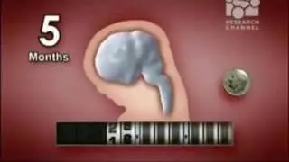 Neural tube development over 9 months- From tube to all foldings, size comparison to coin