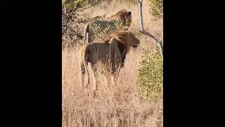 Mohawk w/ his pride  #kruger #lion #avoca #nkuhuma #wildlife