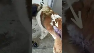 Fungal infection treatment 🥺😱#shorts #trending #youtubeshorts #pets