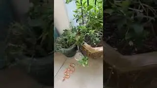 Snake aversion training 2