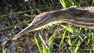 Epic American Bittern at Everglades NP - Behavior Study