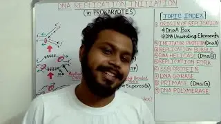 DNA Replication l Replication initiation in Prokaryotes