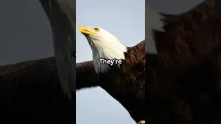 Eagle Facts - Nature's Fierce Flyers! 🦅