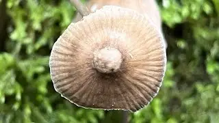 4K Mycena galopus Mushroom Identification
