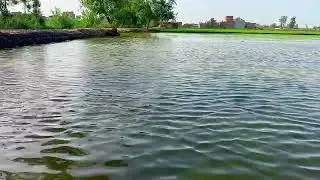 Relaxing Water Flow in Green Agricultural Fields | Nature Sounds & Serenity 🌻👩&zwj;🌾🌾