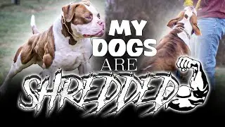HOW to MUSCLE up your dog (realistically)