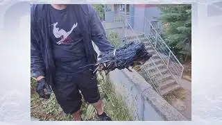 Hombre acusado de intentar iniciar un incendio en Penco queda en libertad por falta de antecedentes