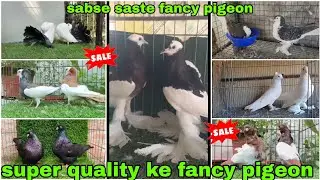 Lahori siraji 😍 American fantail, king 🕊️ Mukhi, Chinese owl, French mondin #pigeon #kabutar 