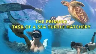 The Primary Task of a Sea Turtle Hatchery