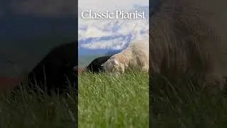 Calm Farm Morning &mdash; Gentle Piano & Cello Healing