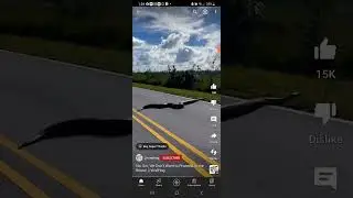 Gigantic SNAKE crossing a ROAD in #Florida #Snake 🐍