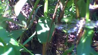 kort filmpje onder en boven water met een libelle