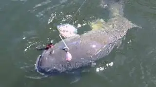 Important Tip for Fighting Big Murray Cod