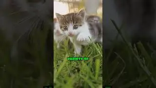 Various emotional expression methods in cats (Click on the description)