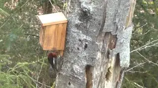 Woodpecker Knocking