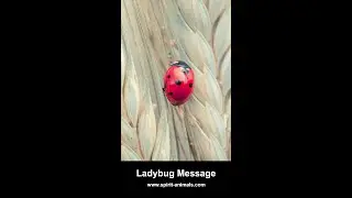 A Message from Ladybug