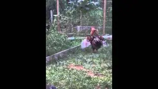 Swedish Flower Roosters Crowing