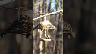 Birds playing #diy #youtubeshorts #youtube #trendingshorts #video #shorts #trending #viral #explore