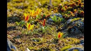 Spring Relaxing Music 🌸 Peaceful Nature Sounds, Flowers & Calm Ambient for Stress Relief