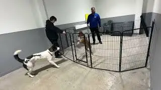 Consequences of Letting a Puppy Play too Rough